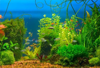 Aquatic Plants